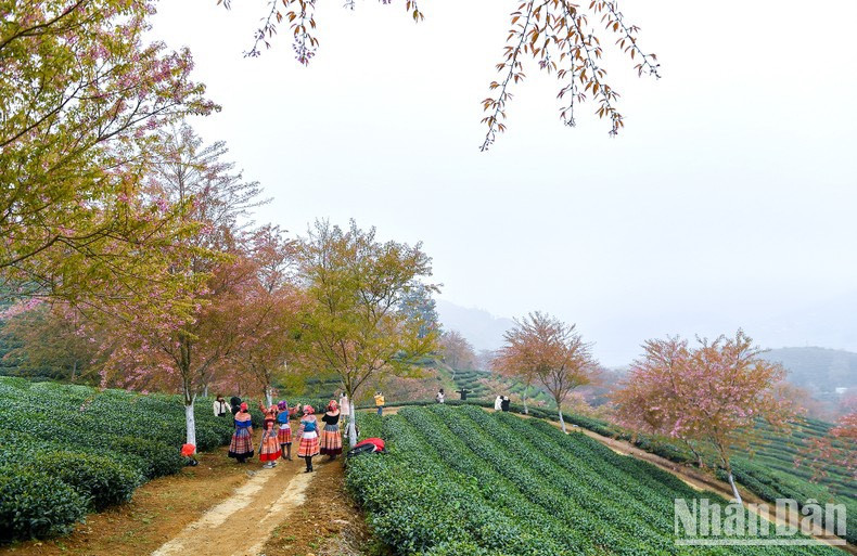 La fotogénica colina del té O Long se encuentra en la carretera que conduce al paso O Quy Ho.
