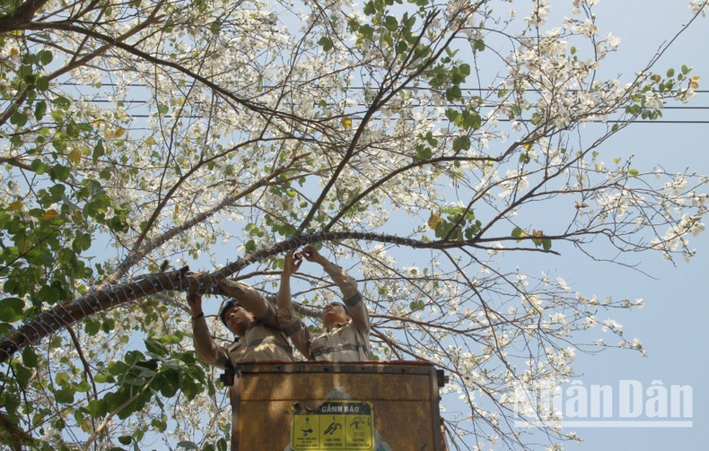 Cada año, para preparar el festival de flores “Ban”, la ciudad de Son La organiza la decoración y poda de hojas de los árboles “Ban” en las carreteras principales. Cada año, para preparar el festival de flores “Ban”, la ciudad de Son La organiza la decoración y poda de hojas de los árboles “Ban” en las carreteras principales.