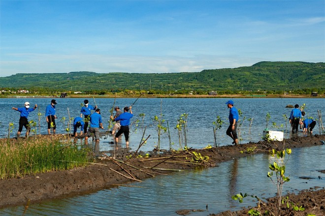 La juventud de Phu Yen devuelve el color verde a la laguna O Loan. (Foto: VNA)