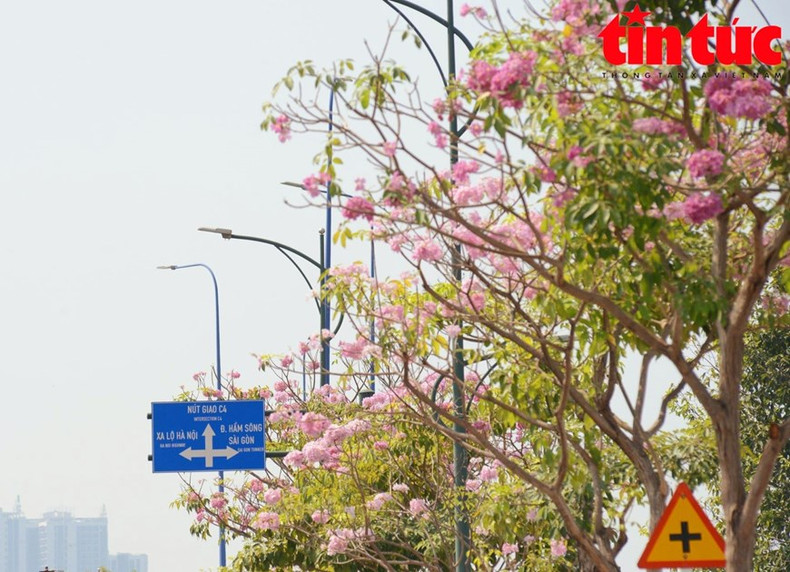El mejor momento para tomar fotografías con flores de trompeta rosa es por la mañana, cuando los pétalos están frescos, de colores brillantes.