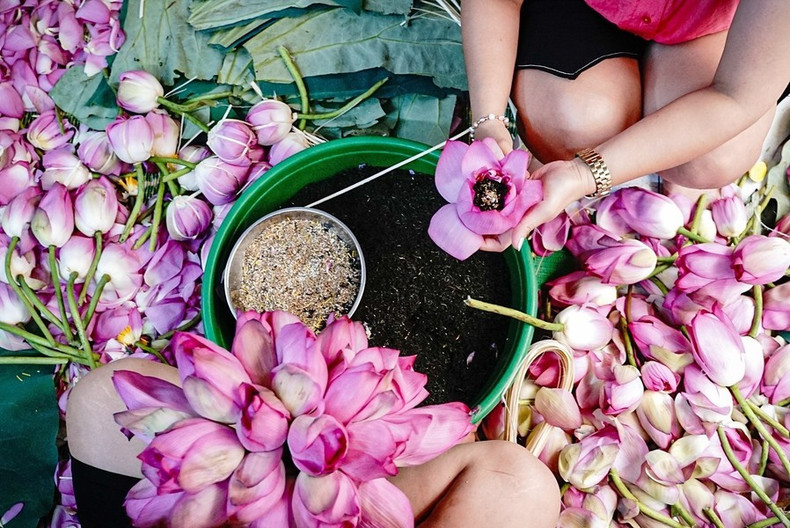 Además, el té de loto que se macera durante un tiempo corto (un día) brinda un sabor propio. Además, el té de loto que se macera durante un tiempo corto (un día) brinda un sabor propio.