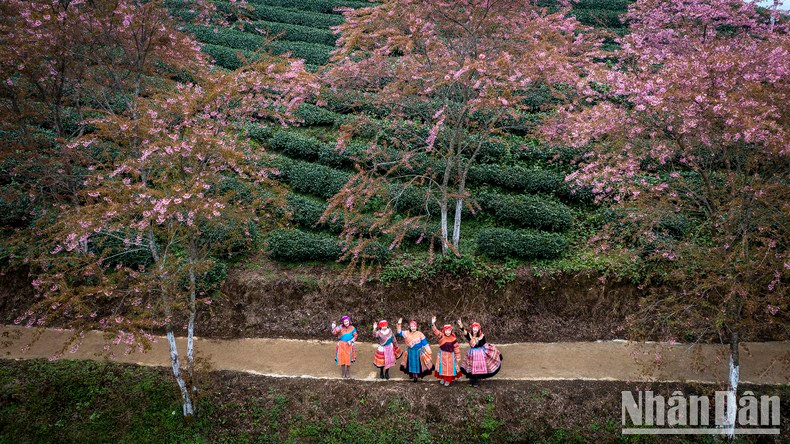 Cerezos japoneses florecen en las montañas.