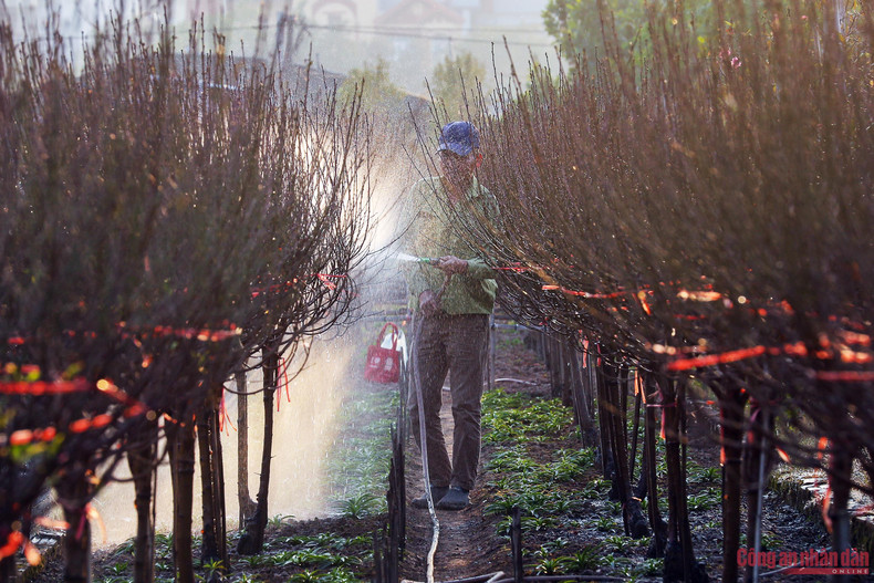 Las ramas de melocotón Nhat Tan tienen un precio bastante razonable, desde 4,5 dólares hasta más de 20 dólares, dependiendo de su tamaño. Las ramas de melocotón Nhat Tan tienen un precio bastante razonable, desde 4,5 dólares hasta más de 20 dólares, dependiendo de su tamaño.
