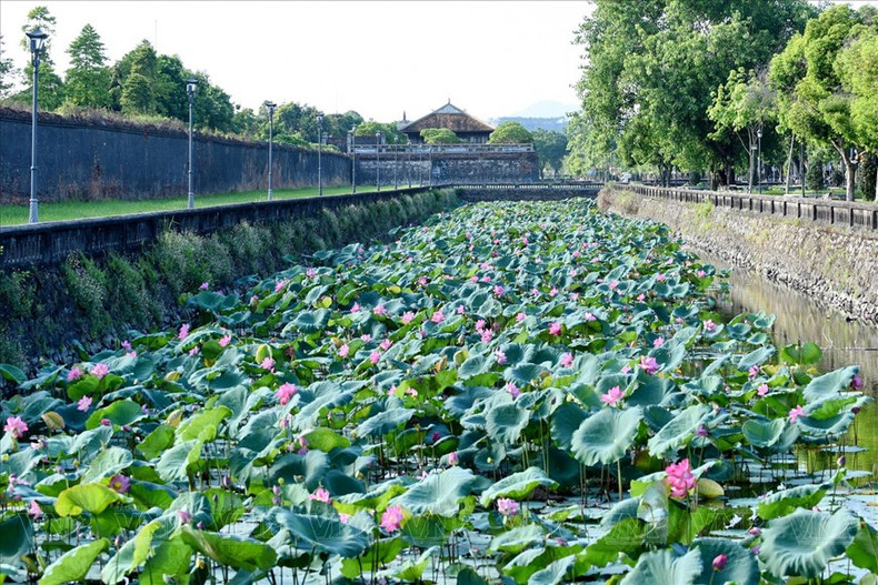 La belleza antigua eclipsa las obras arquitectónicas reales de épocas posteriores y se combina con las flores de loto frescas, suaves y coloridas, para crear un esplendor único de Hue, en cada estación del loto.