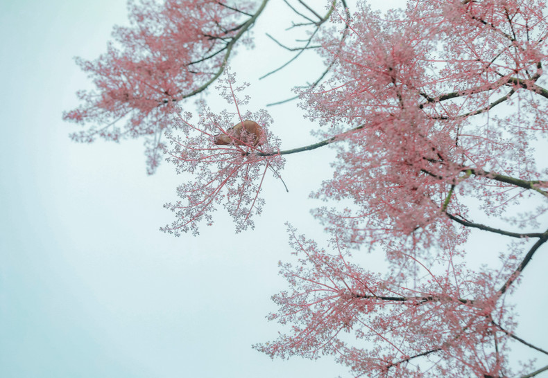 Según "Dai Nam nhat thong chi", un libro sobre la geografía y la historia de Vietnam, durante el reinado de Minh Mang (1820-1841), la planta fue traída de China.