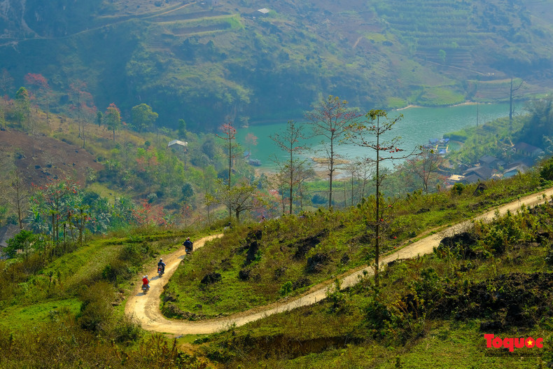 Recorriendo las carreteras desde la ciudad de Ha Giang hasta los distritos de Dong Van, Meo Vac y Lung Cu, los visitantes pueden admirar los majestuosos paisajes de bosques y montañas de Ha Giang realzados por el peculiar color rojo de las flores.