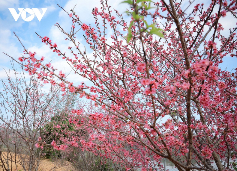El festival de flores de cerezos de Dien Bien Phu se celebró por primera vez en 2018. El festival de flores de cerezos de Dien Bien Phu se celebró por primera vez en 2018.