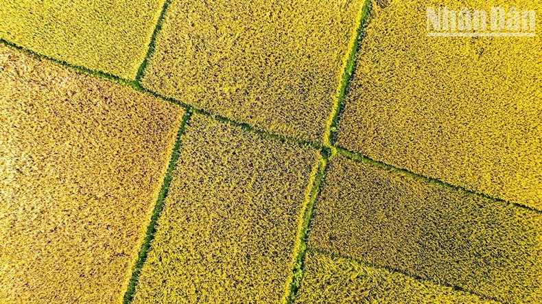 La cosecha de invierno-primavera en Ha Tinh alcanza un rendimiento récord. La cosecha de invierno-primavera en Ha Tinh alcanza un rendimiento récord.