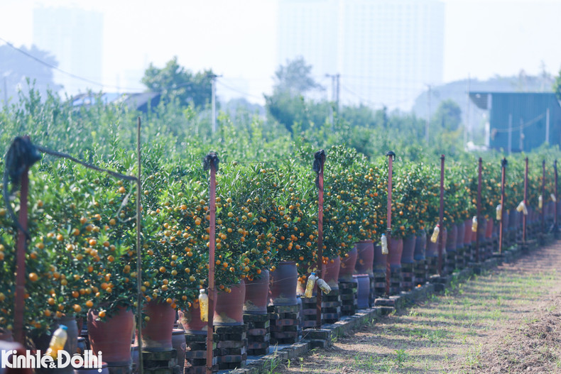 Los jardines se aprestan a concluir la cosecha para satisfacer la demanda de esa planta ornamental.
