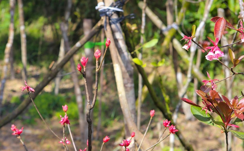 Las flores de durazno con forma de campana muestran la belleza de la vida y la primavera