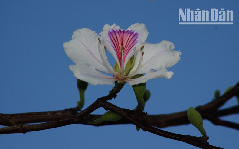 Los habitantes de la etnia Thai suelen utilizar las flores Ban como ofrendas para expresar su deseo de vida y gratitud a la tierra, el cielo y los antepasados. Los habitantes de la etnia Thai suelen utilizar las flores Ban como ofrendas para expresar su deseo de vida y gratitud a la tierra, el cielo y los antepasados.