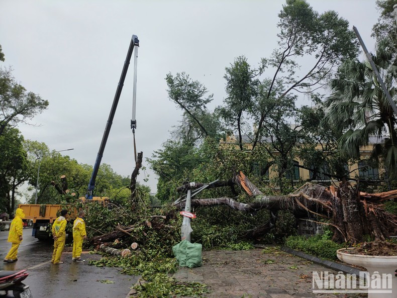 Despejando el camino obstruido por árboles viejos caídos en la calzada que rodea el lago Hoan Kiem. (Foto: Duy Linh) Despejando el camino obstruido por árboles viejos caídos en la calzada que rodea el lago Hoan Kiem. (Foto: Duy Linh)