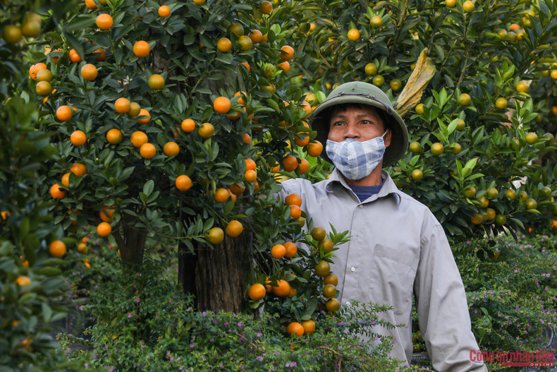Para llevar al mercado de Tet hermosos kumquats en macetas, los jardineros se han esforzado por cuidarlos durante todo un año. Especialmente los melocotoneros requieren una mayor atención. Para llevar al mercado de Tet hermosos kumquats en macetas, los jardineros se han esforzado por cuidarlos durante todo un año. Especialmente los melocotoneros requieren una mayor atención.