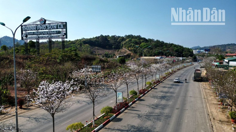 A ambos lados de la Carretera Nacional 6 o de los escarpados acantilados, desde la ciudad de Moc Chau, los distritos de Yen Chau y Mai Son hasta la ciudad de Son La y luego el distrito de Thuan Chau, las flores “Ban” están en plena floración. A ambos lados de la Carretera Nacional 6 o de los escarpados acantilados, desde la ciudad de Moc Chau, los distritos de Yen Chau y Mai Son hasta la ciudad de Son La y luego el distrito de Thuan Chau, las flores “Ban” están en plena floración.