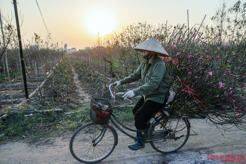 Las flores de melocotón siguen al granjero a la calle. Las flores de melocotón siguen al granjero a la calle.