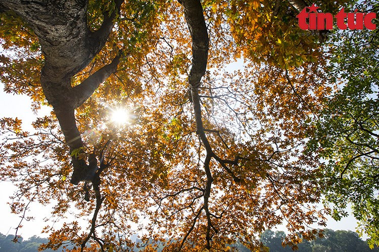 Rara vez los habitantes de Hanói ven que los árboles cambian de color al mismo tiempo. Rara vez los habitantes de Hanói ven que los árboles cambian de color al mismo tiempo.