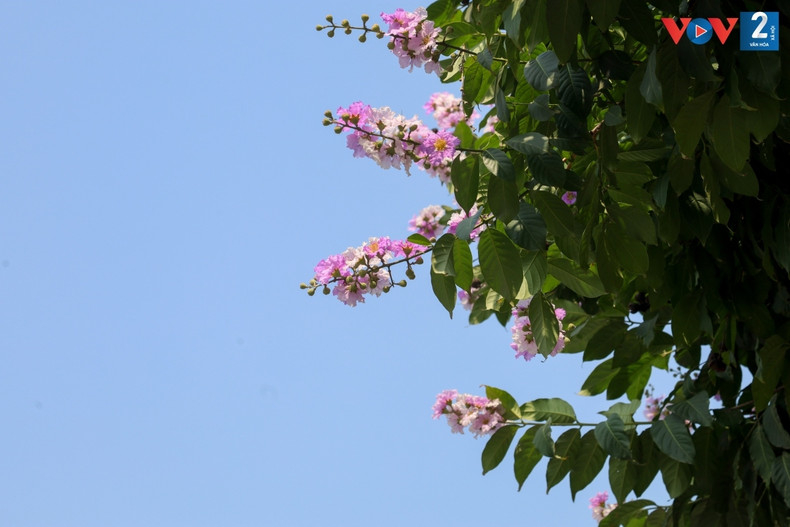 Aunque no tienen fragancia, la belleza de estas flores contribuyen a colorear la vida.