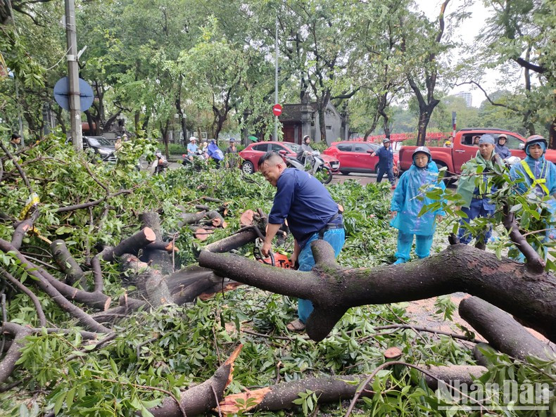 Las autoridades de Hanoi retiran urgentemente los árboles caídos en los alrededores del templo Ba Kieu (Foto: Duy Linh) Las autoridades de Hanoi retiran urgentemente los árboles caídos en los alrededores del templo Ba Kieu (Foto: Duy Linh)