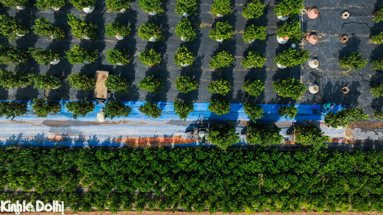 Los kumquats comienzan a ponerse amarillos, listos para dar la bienvenida a la festividad más importante del país.
