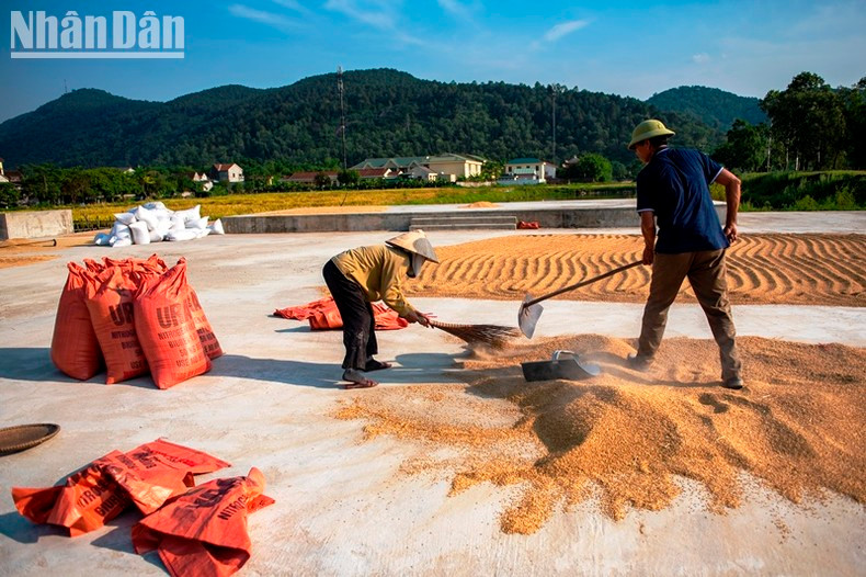 La maravillosa temporada dorada en provincia vietnamita ảnh 5 La maravillosa temporada dorada en provincia vietnamita ảnh 5