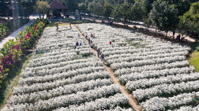 El jardín de margaritas blancas en el área ecoturística de Thung Nham, distrito de Hoa Lu, provincia de Ninh Binh, atrae a un gran número de turistas para tomar fotografías. El jardín de margaritas blancas en el área ecoturística de Thung Nham, distrito de Hoa Lu, provincia de Ninh Binh, atrae a un gran número de turistas para tomar fotografías.