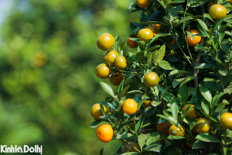 Gracias al buen tiempo, las plantas de kumquat son más hermosas.