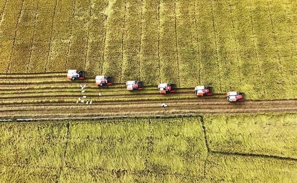En un campo de arroz en Anh Giang (Foto: VNA)