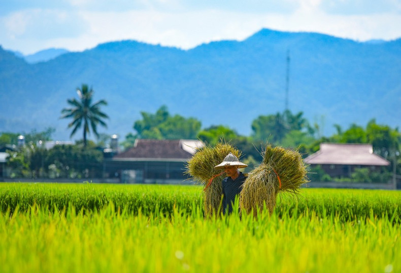 Campesinos cosechan arroz en el campo Muong Thanh. Campesinos cosechan arroz en el campo Muong Thanh.
