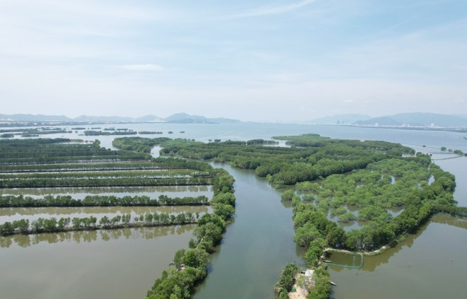 Bosque de manglares Con Chim en la provincia de Binh Dinh.
