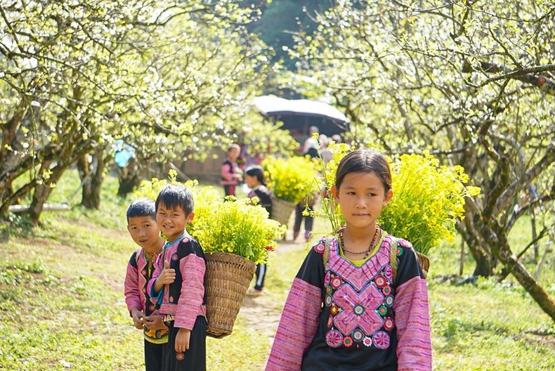 El valle de ciruelos de Na Ka es siempre un destino para los turistas en ocasión del Tet (Nuevo Año Lunar) y la primavera.