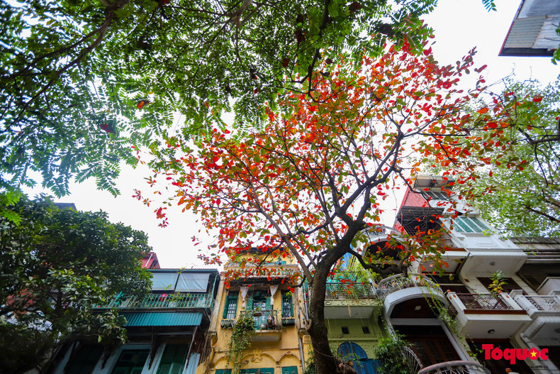 Los almendros de hoja roja salpican las antiguas calles de Hanoi.