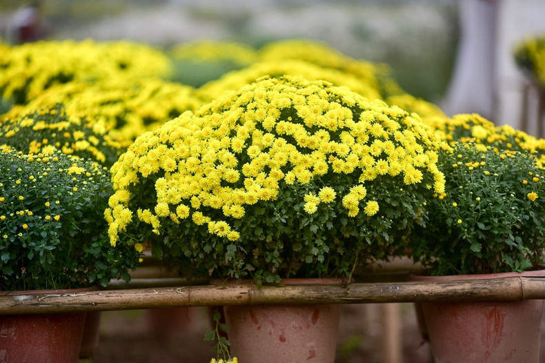 Los crisantemos se asocian con la suerte (Foto: Internet)