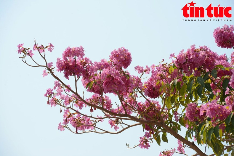 La trompeta rosa tiene un color rosa suave, forma de campana y crece en racimos de entre 10 y 20 flores.