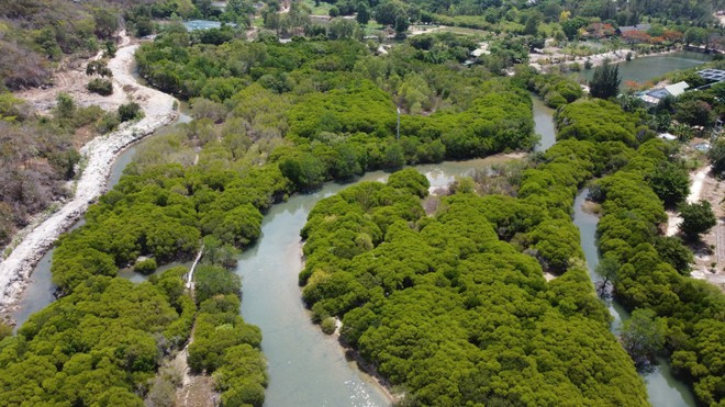Los bosques de manglares de la isla Hoa Lan, la comuna de Ninh Phu, la ciudad de Ninh Hoa (Khanh Hoa) se conservan y crecen bien, creando un ecosistema diverso.