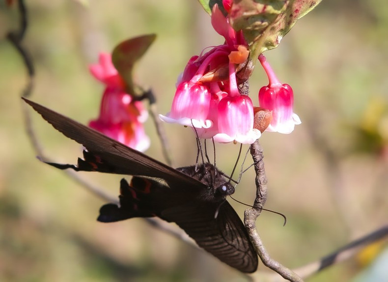 La fragancia y el color de las flores atraen a pájaros y mariposas para recolectar néctar