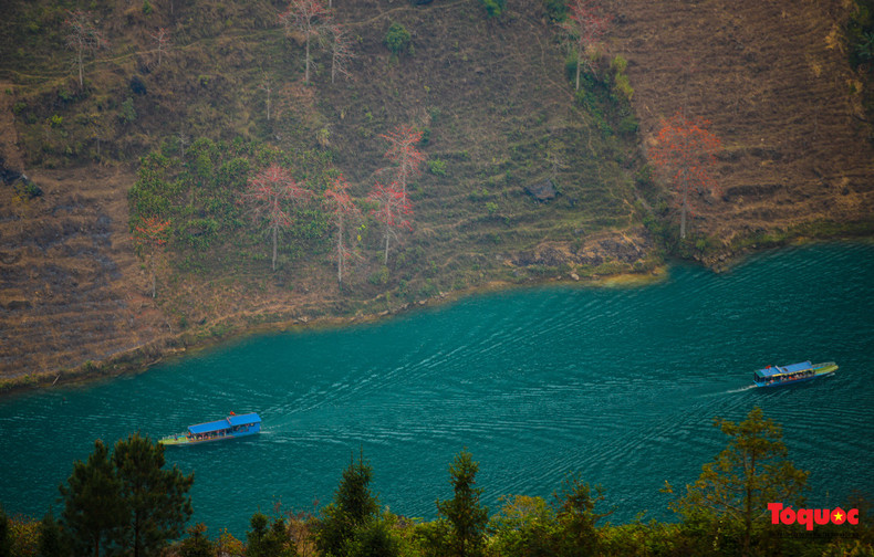 Los algodoneros rojos florecen a orillas del río Nho Que.