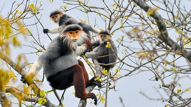 Foto ilustrativa. (Foto: tapchimoitruong.vn) Foto ilustrativa. (Foto: tapchimoitruong.vn)