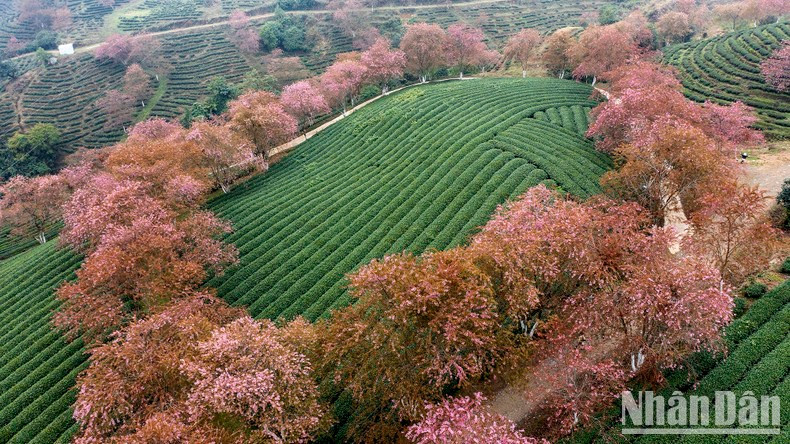 Los rayos del sol, el color de las flores de cerezo y las nubes blancas componen un cuadro poético de la naturaleza.