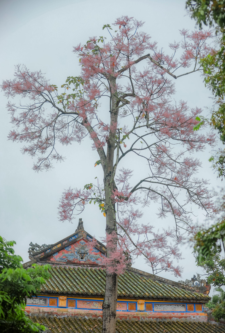 Los primeros fueron plantados a ambos lados del Palacio de Can Chanh.