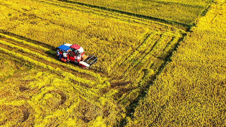 El segador reemplaza el poder del hombre en los campos de producción concentrada. El segador reemplaza el poder del hombre en los campos de producción concentrada.