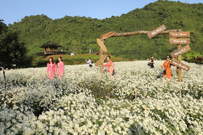 Ninh Binh en la temporada de margaritas blancas se ha convertido en un momento ideal para los turistas. Ninh Binh en la temporada de margaritas blancas se ha convertido en un momento ideal para los turistas.