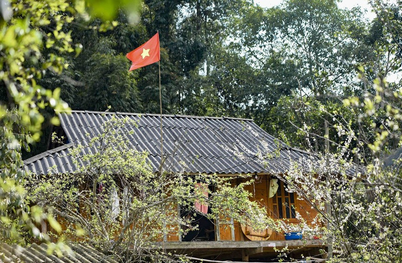 Flores de ciruelos brotan alrededor de las casas sobre pilotes de la etnia minoritaria Thai, en Phieng Ban.