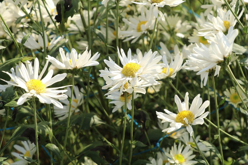 Los suaves pétalos blancos de las margaritas crean una belleza pura y elegante. Los suaves pétalos blancos de las margaritas crean una belleza pura y elegante.
