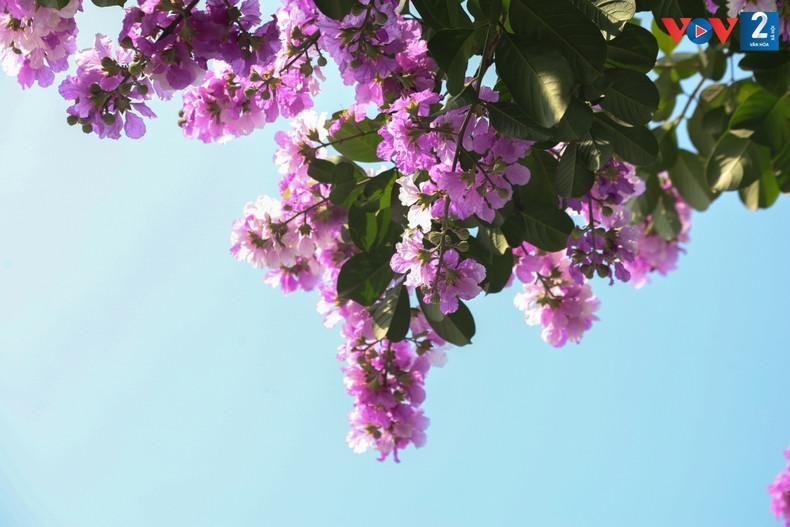 La planta a menudo florece en racimos de 20 a 30 centímetros de largo.