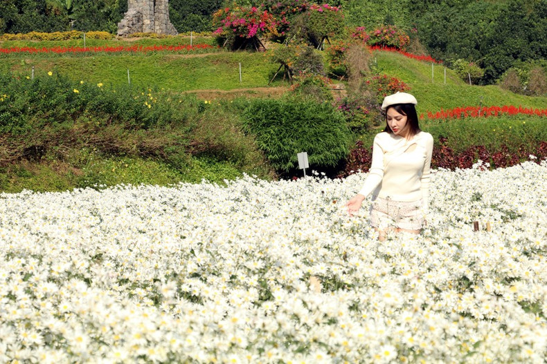 La temporada de margaritas blancas es una experiencia maravillosa y emotiva. La temporada de margaritas blancas es una experiencia maravillosa y emotiva.