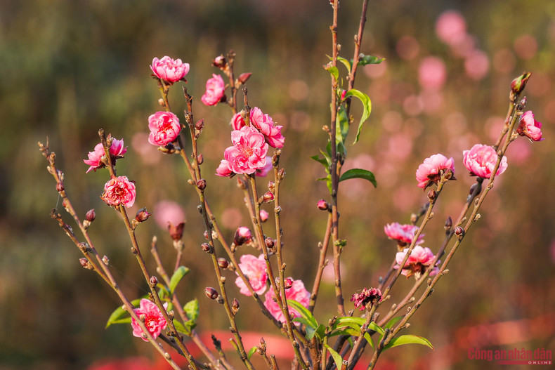 Las flores de melocotón en los jardines de Nhat Tan, distrito de Tay Ho, brotan por esta época. Las flores de melocotón en los jardines de Nhat Tan, distrito de Tay Ho, brotan por esta época.