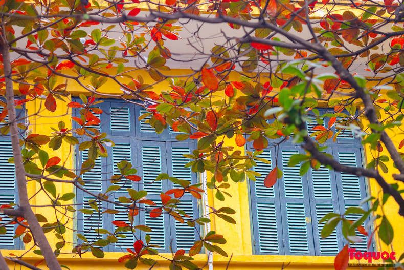 La época de cambio de hojas de los almendros es a finales de diciembre y principios de enero. Es señal de que el frío invierno toca a su fin y se acerca el Año Nuevo Lunar, cuando llegará la primavera y los árboles volverán a brotar.