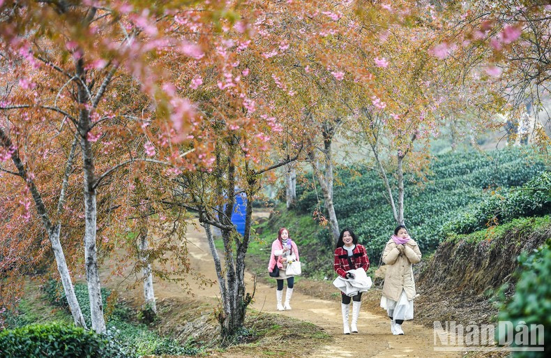 Al mencionar Sa Pa, los visitantes a menudo piensan en el majestuoso pico Fansipan, la montaña Ham Rong o la romántica aldea Cat Cat. Pero también la colina del té de O Long se ha ganado su lugar como destino favorito para los jóvenes.