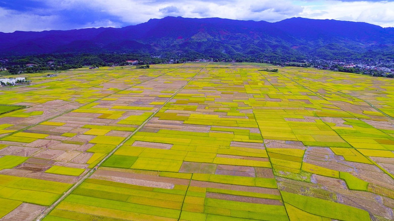 En la temporada de cosecha, vistos desde arriba, el campo Muong Thanh parece paletas de colores vibrantes. En la temporada de cosecha, vistos desde arriba, el campo Muong Thanh parece paletas de colores vibrantes.