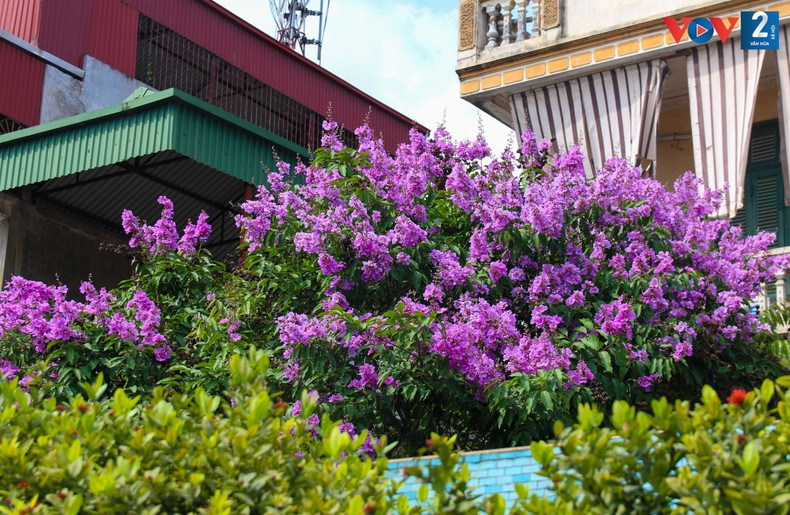 Para muchos capitalinos, los “Bang lang” o flamboyanes morados son un recuerdo de sus días de juventud.